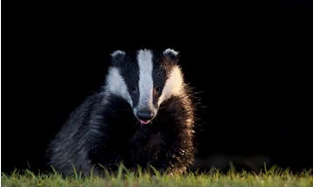 BBC Radio 4 - Farming Today, Pilot badger cull ends 20Oct14