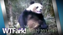 PANDA JOB: Researchers Finally Catch A Panda Masturbating On Film. Wait- Finally?