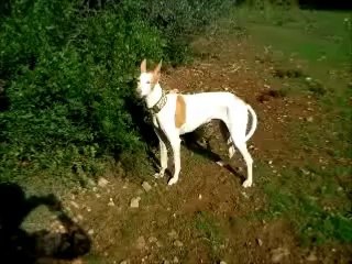 aboiement-podenco-galgos-ethique-europe