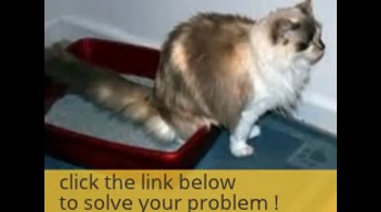 stop cat peeing reviews