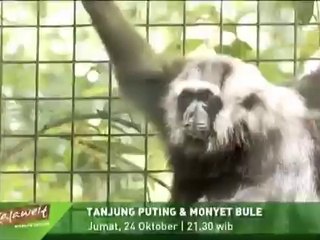Promo Episode 10 "Kalaweit Wildlife Rescue"