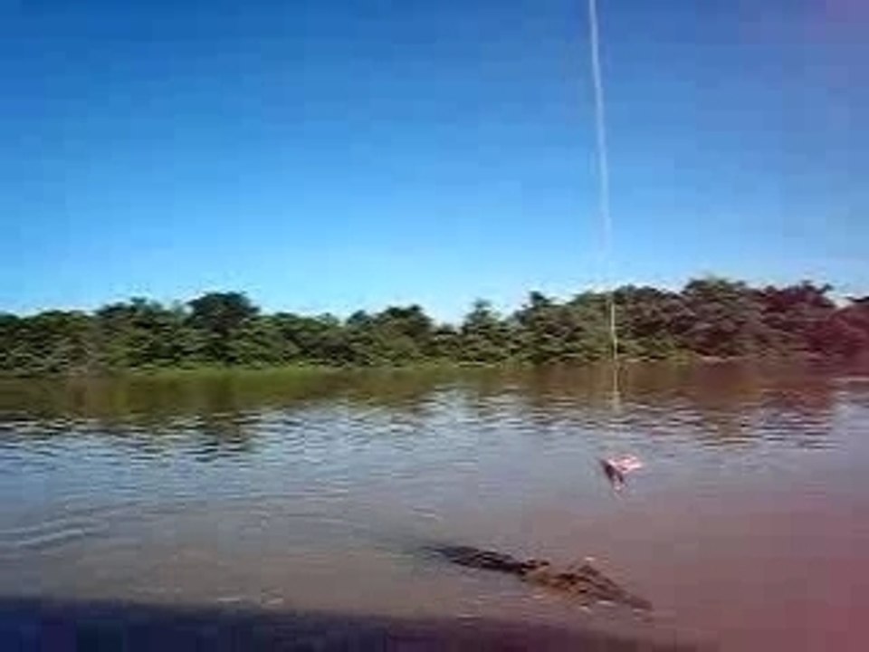 Jumping Croc