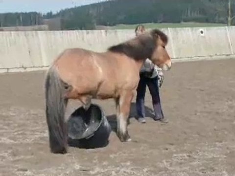 Clickertraining mit Hylling 22