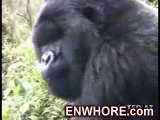 Insanely Close Encounter With Gorilla