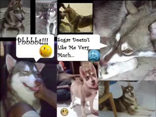 Bichon Frise & Siberian Husky