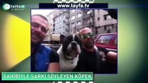 Sahibiyle Say Something Şarkısını Söyleyen Köpek