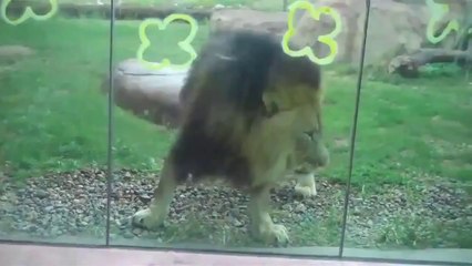 baby VS lion-funny video baby accidents-best funny videos babies - Son Çıkan Haberler