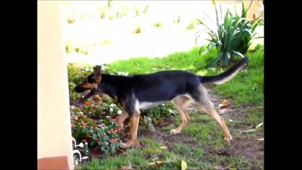 Funny Animals _ Funny Cats, Funny Dogs & Animals _ Animals Funny #4