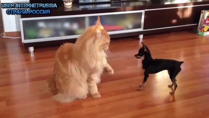 Funny Animals Video - Funny Animal Videos Ever- Funny Videos 2014 - Funny Cats Funny Cat Videos