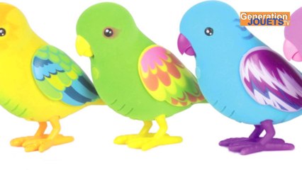 Oiseau Chanteur Singing Bird Little Live Pets