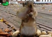 Squirrels Rapidly Gobble Their Favourite Snacks