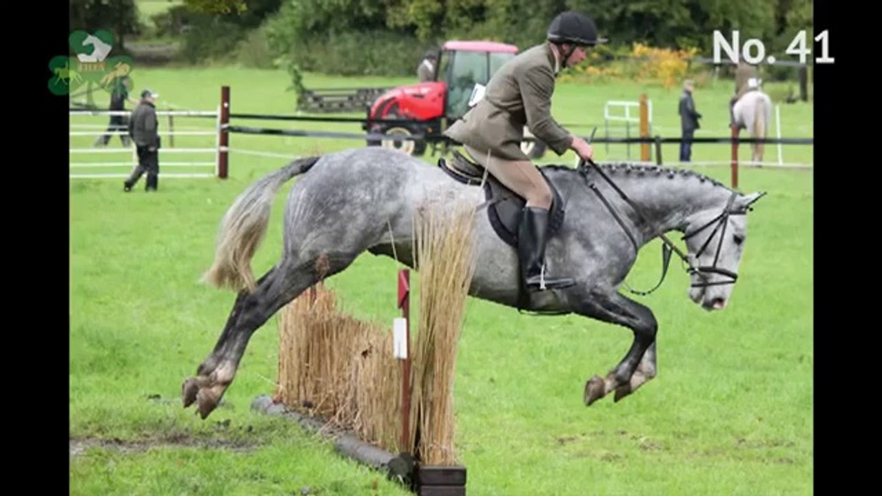 TIHA Hunter Show and Go - 41