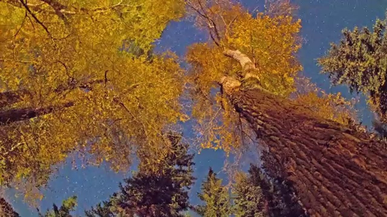 One Day Summer One Day Fall - Time Lapse