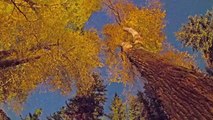 One Day Summer One Day Fall - Time Lapse