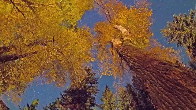 One Day Summer One Day Fall - Time Lapse