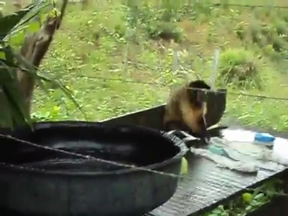 Un singe fait sa propre lessive!