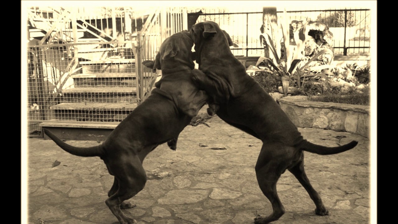 al ritmo ancestrale della pizzica ... alle sei menu nu quartu