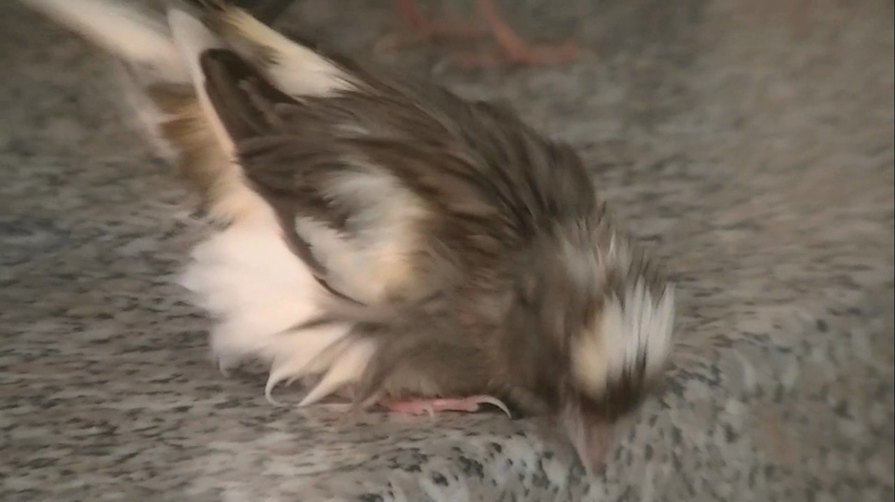 Mes Canaris (1)