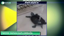 Twerk Yapan Kaplumbağa