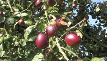 Jardinage: attention quand on cueille les pommes!