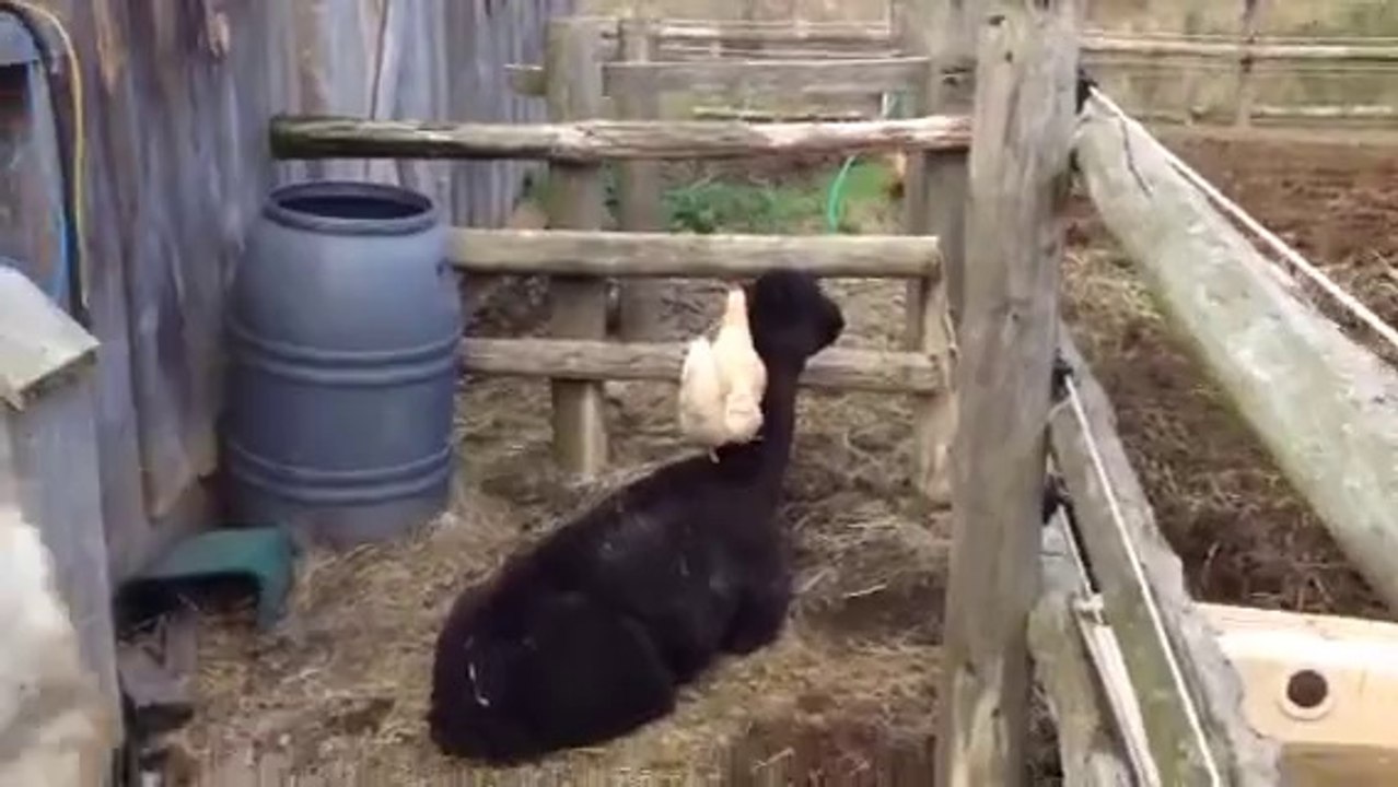Chicken Grooming Alpaca
