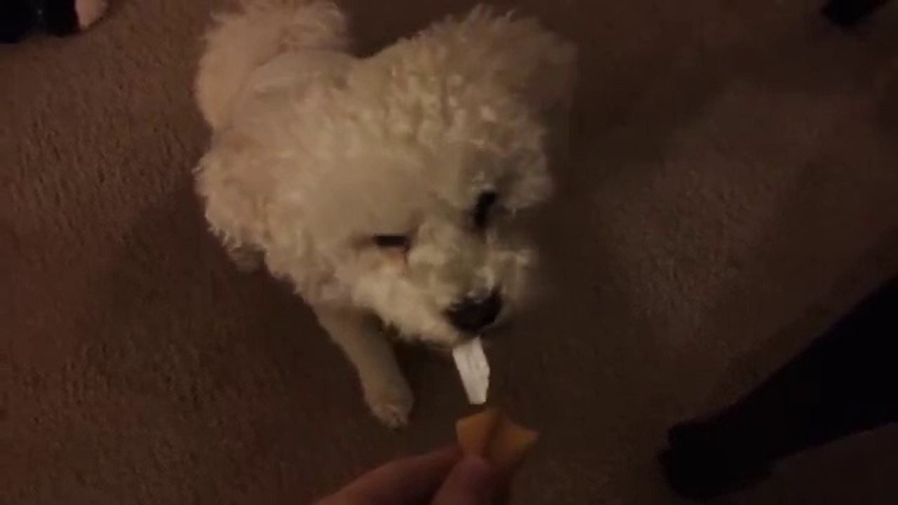 Bichon Frise Jack Finds His Fortune