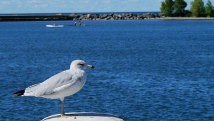 Nature Sounds | Seagulls Harbor Atmosphere