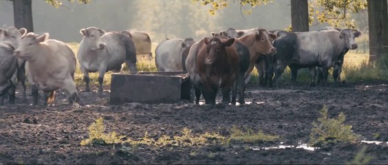 Alabama Monroe Bande Annonce VOST (2013)