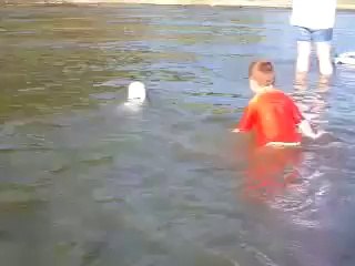 Bichon Frise Loves Swimming