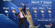 Un chien perturbe un bulletin météo au Canada