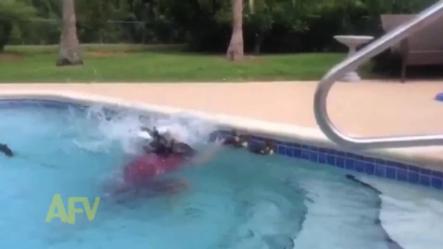 Mother Protects Her Baby Ducklings