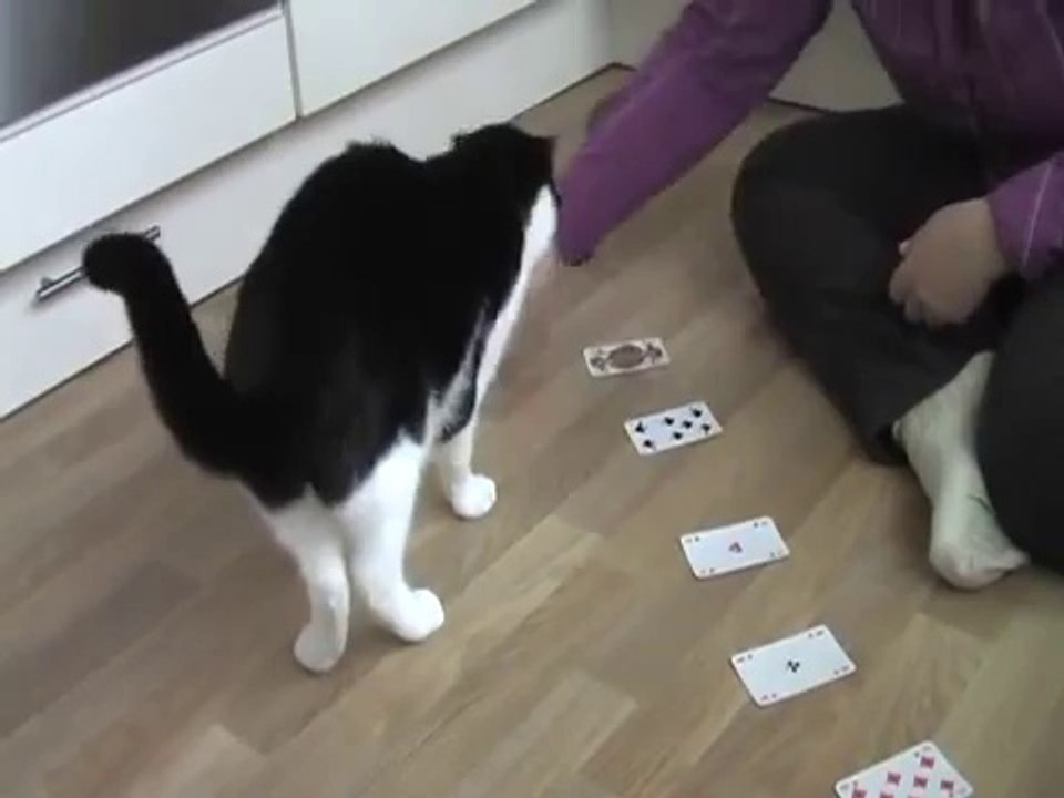 Clickertraining Katze, Kartentrick   2