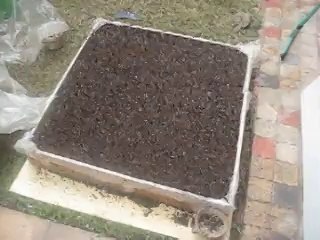 Square foot garden - Before plantation