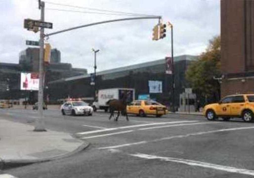 Police Chase Runaway Horse in New York