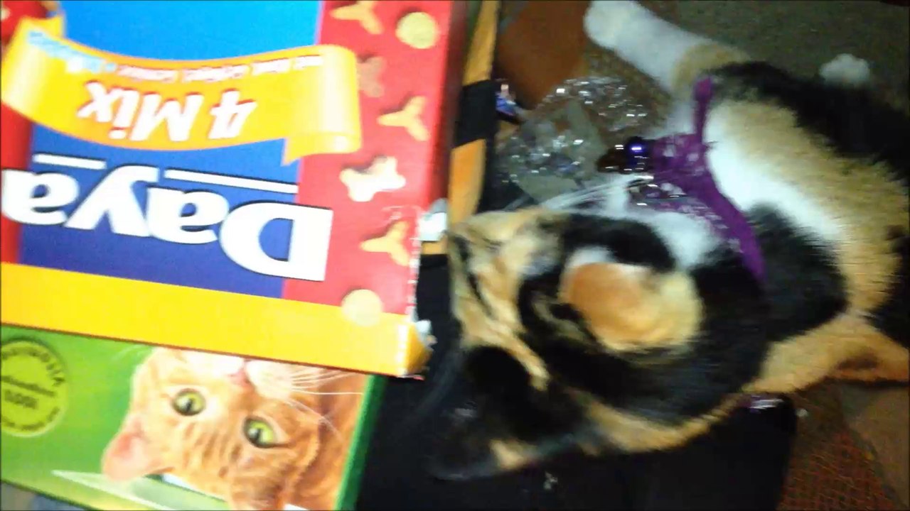 Chat va se servir de croquettes