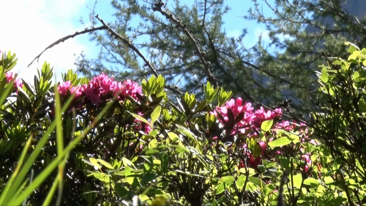 Mesalpes - Biodiversité
