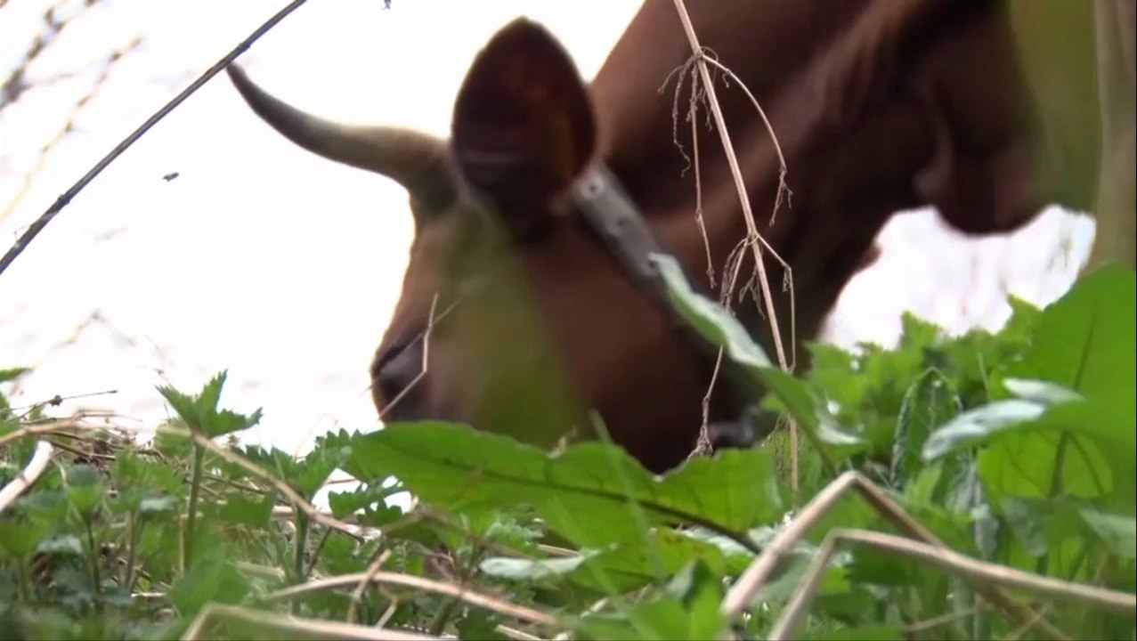 Mesalpes - 4 saisons