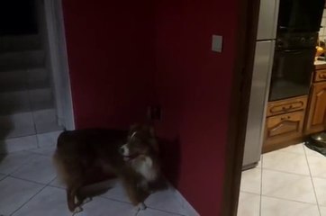 D&#39;Jack Quatrieme Seance Clickertraining
