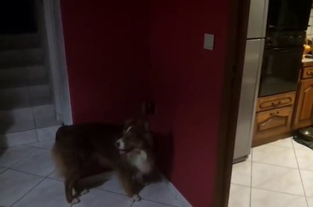 D'Jack Quatrieme Seance Clickertraining