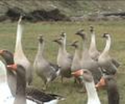 Çin'den bu kez kaz geldi