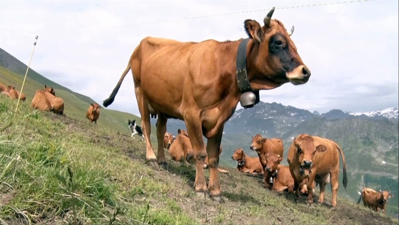 Mesalpes - Culture transfrontalière