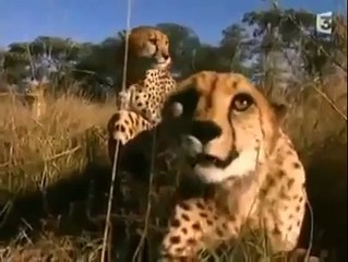 Documentary of Brave girl daring to untrainded Cheetahs