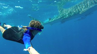 Whale Shark and Manta Rays in Mexico If I where a Fish
