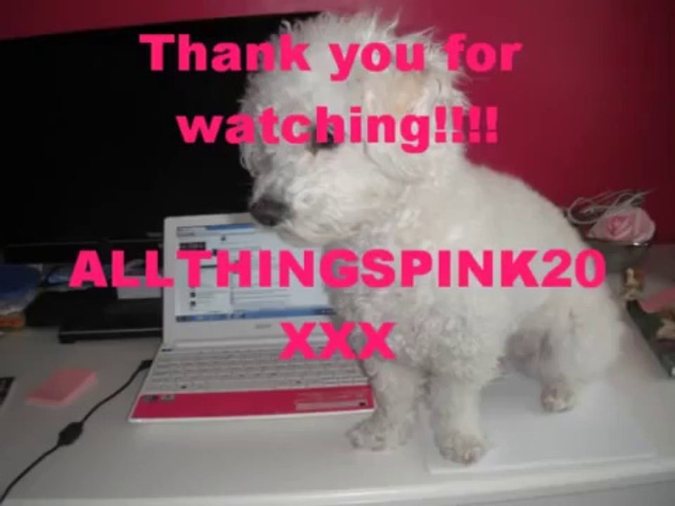 Bichon frise Blitz