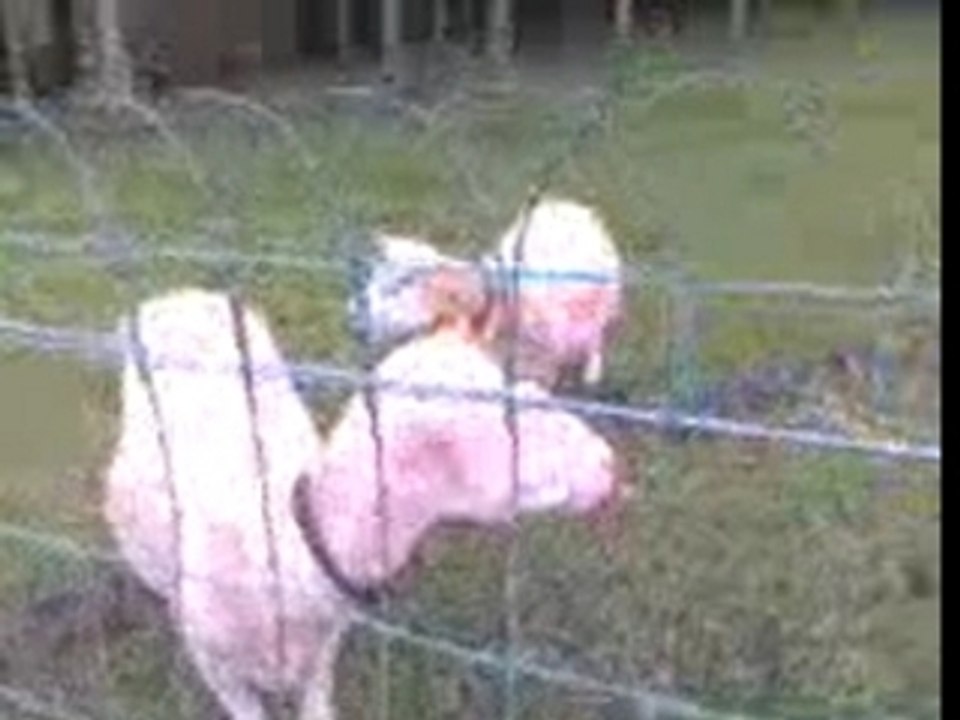 Mouton parle