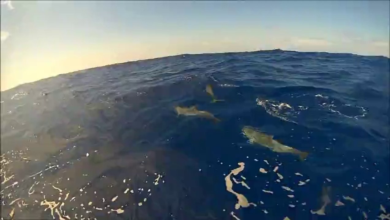 www.ockory.com : accueil des dauphins