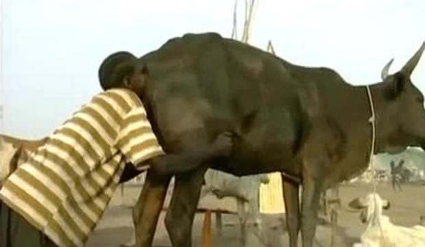 Souffler dans le cul d'une vache pour avoir du lait