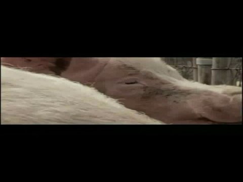 Mel Gibson Czy wiesz co jesz Kodeks Zywnosciowy