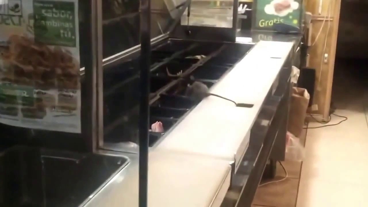 Un rat mange dans les bacs chez Subway