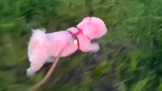 Molly is a Pink Bichon Frise Puppy Dog. Cute pink dog!